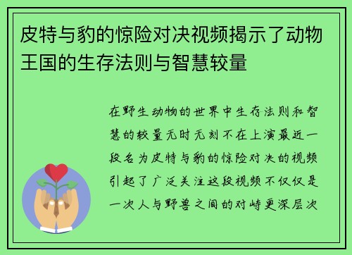 皮特与豹的惊险对决视频揭示了动物王国的生存法则与智慧较量